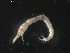  ( - BIOUG01725-B12)  @12 [ ] CreativeCommons - Attribution (2012) Gillian Martin Centre for Biodiversity Genomics