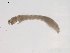  (Simulium sp. BOLDAAA1697 - BIOUG02696-D11)  @12 [ ] CreativeCommons - Attribution (2012) Gillian Martin Centre for Biodiversity Genomics