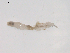  (Dicranota sp. BOLDAAD0480 - BIOUG02697-C05)  @13 [ ] CreativeCommons - Attribution (2012) Gillian Martin Centre for Biodiversity Genomics