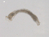  ( - BIOUG02698-C08)  @12 [ ] CreativeCommons - Attribution (2012) Gillian Martin Centre for Biodiversity Genomics
