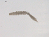  (Dicranota sp. BOLDAAL7771 - BIOUG02698-D05)  @12 [ ] CreativeCommons - Attribution (2012) Gillian Martin Centre for Biodiversity Genomics