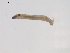  (Tipula sp. BOLDAAG4530 - BIOUG02698-D07)  @12 [ ] CreativeCommons - Attribution (2012) Gillian Martin Centre for Biodiversity Genomics