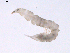  ( - BIOUG02700-F09)  @12 [ ] CreativeCommons - Attribution (2012) Gillian Martin Centre for Biodiversity Genomics