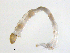  ( - BIOUG03303-E01)  @12 [ ] CreativeCommons - Attribution (2012) Krisselle Rondolo Centre for Biodiversity Genomics