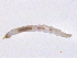 ( - BIOUG03303-H01)  @12 [ ] CreativeCommons - Attribution (2012) Krisselle Rondolo Centre for Biodiversity Genomics