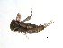  ( - BIOUG02701-F07)  @12 [ ] CreativeCommons - Attribution (2012) Gillian Martin Centre for Biodiversity Genomics