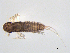  (Paraleptophlebia sp. BOLDAAC5651 - BIOUG02702-A11)  @13 [ ] CreativeCommons - Attribution (2012) Gillian Martin Centre for Biodiversity Genomics