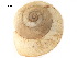  (Theba - BIOUG14447-B08)  @12 [ ] CreativeCommons - Attribution (2015) CBG Photography Group Centre for Biodiversity Genomics