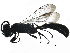  ( - BIOUG14330-H02)  @13 [ ] CreativeCommons - Attribution (2016) CBG Photography Group Centre for Biodiversity Genomics
