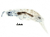  (Lepidocyrtus fimetarius - BIOUG14492-H07)  @13 [ ] CreativeCommons - Attribution (2015) CBG Photography Group Centre for Biodiversity Genomics