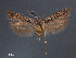  (Prolita rectistrigella - SL0413)  @14 [ ] CreativeCommons - Attribution Non-Commercial Share-Alike (2011) Sangmi Lee Mississippi Entomological Museum