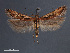  (Prolita invariabilis - SL0414)  @13 [ ] CreativeCommons - Attribution Non-Commercial Share-Alike (2011) Sangmi Lee Mississippi Entomological Museum