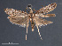  ( - SL0418)  @12 [ ] CreativeCommons - Attribution Non-Commercial Share-Alike (2011) Sangmi Lee Mississippi Entomological Museum