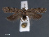  ( - SL0421)  @14 [ ] CreativeCommons - Attribution Non-Commercial Share-Alike (2011) Sangmi Lee Mississippi Entomological Museum