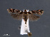  (Aristotelia penicillata - SL0427)  @12 [ ] CreativeCommons - Attribution Non-Commercial Share-Alike (2011) Sangmi Lee Mississippi Entomological Museum