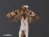  ( - SL0446)  @13 [ ] CreativeCommons - Attribution Non-Commercial Share-Alike (2011) Sangmi Lee Mississippi Entomological Museum