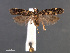  ( - SL0455)  @13 [ ] CreativeCommons - Attribution Non-Commercial Share-Alike (2011) Sangmi Lee Mississippi Entomological Museum