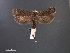  ( - SL0471)  @12 [ ] CreativeCommons - Attribution Non-Commercial Share-Alike (2011) Sangmi Lee Mississippi Entomological Museum