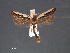  ( - SL0473)  @13 [ ] CreativeCommons - Attribution Non-Commercial Share-Alike (2011) Sangmi Lee Mississippi Entomological Museum