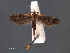  ( - SL0478)  @14 [ ] CreativeCommons - Attribution Non-Commercial Share-Alike (2011) Sangmi Lee Mississippi Entomological Museum