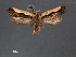  ( - SL0480)  @13 [ ] CreativeCommons - Attribution Non-Commercial Share-Alike (2011) Sangmi Lee Mississippi Entomological Museum