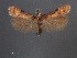  (Prolita pagella - SL0488)  @11 [ ] CreativeCommons - Attribution Non-Commercial Share-Alike (2011) Sangmi Lee Mississippi Entomological Museum