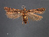  ( - SL0489)  @11 [ ] CreativeCommons - Attribution Non-Commercial Share-Alike (2011) Sangmi Lee Mississippi Entomological Museum