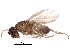  (Trachyopella coprina - BIOUG14756-G03)  @11 [ ] CreativeCommons - Attribution (2017) CBG Photography Group Centre for Biodiversity Genomics