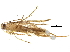  ( - BIOUG14817-D07)  @11 [ ] CreativeCommons - Attribution (2017) CBG Photography Group Centre for Biodiversity Genomics