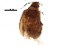  (Contacyphon modestus - BIOUG25209-B06)  @15 [ ] CreativeCommons - Attribution (2016) CBG Photography Group Centre for Biodiversity Genomics