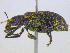  ( - BIOUG04268-A03)  @13 [ ] CreativeCommons - Attribution (2013) CBG Photography Group Centre for Biodiversity Genomics