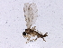  (Corynoptera boletiphaga - BIOUG04089-B07)  @12 [ ] CreativeCommons - Attribution (2013) CBG Photography Group Centre for Biodiversity Genomics