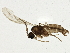  (Lycoriella micria - BIOUG04089-E04)  @12 [ ] CreativeCommons - Attribution (2013) CBG Photography Group Centre for Biodiversity Genomics