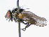  ( - BIOUG04263-B12)  @13 [ ] CreativeCommons - Attribution (2013) CBG Photography Group Centre for Biodiversity Genomics