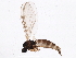  ( - BIOUG04090-B03)  @13 [ ] CreativeCommons - Attribution (2013) CBG Photography Group Centre for Biodiversity Genomics