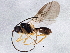 (Antrusa flavicoxa - BIOUG04113-H05)  @13 [ ] CreativeCommons - Attribution (2013) CBG Photography Group Centre for Biodiversity Genomics