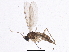  (Lycoriella lundstromi - BIOUG04114-B12)  @14 [ ] CreativeCommons - Attribution (2013) CBG Photography Group Centre for Biodiversity Genomics