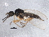  (Oedaleinae - BIOUG04114-C05)  @14 [ ] CreativeCommons - Attribution (2013) CBG Photography Group Centre for Biodiversity Genomics