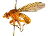  ( - BIOUG04263-C05)  @13 [ ] CreativeCommons - Attribution (2013) CBG Photography Group Centre for Biodiversity Genomics
