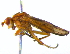  ( - BIOUG04263-G06)  @13 [ ] CreativeCommons - Attribution (2013) CBG Photography Group Centre for Biodiversity Genomics