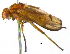  ( - BIOUG04263-G07)  @12 [ ] CreativeCommons - Attribution (2013) CBG Photography Group Centre for Biodiversity Genomics