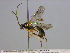  ( - BIOUG04267-A10)  @13 [ ] CreativeCommons - Attribution (2013) CBG Photography Group Centre for Biodiversity Genomics