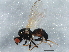  ( - BIOUG04110-A11)  @13 [ ] CreativeCommons - Attribution (2013) CBG Photography Group Centre for Biodiversity Genomics