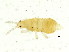  (Thrips major - BIOUG04111-G11)  @14 [ ] CreativeCommons - Attribution (2013) CBG Photography Group Centre for Biodiversity Genomics