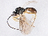  ( - BIOUG04151-C03)  @13 [ ] CreativeCommons - Attribution (2013) CBG Photography Group Centre for Biodiversity Genomics