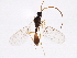  ( - BIOUG04151-G08)  @13 [ ] CreativeCommons - Attribution (2013) CBG Photography Group Centre for Biodiversity Genomics