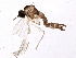  ( - BIOUG04153-B10)  @12 [ ] CreativeCommons - Attribution (2013) CBG Photography Group Centre for Biodiversity Genomics