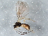  (Dapsilarthra - BIOUG04120-D08)  @13 [ ] CreativeCommons - Attribution (2013) CBG Photography Group Centre for Biodiversity Genomics