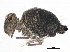  ( - BIOUG04213-B01)  @15 [ ] CreativeCommons - Attribution (2013) CBG Photography Group Centre for Biodiversity Genomics