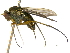 ( - BIOUG04265-B12)  @13 [ ] CreativeCommons - Attribution (2014) CBG Photography Group Centre for Biodiversity Genomics